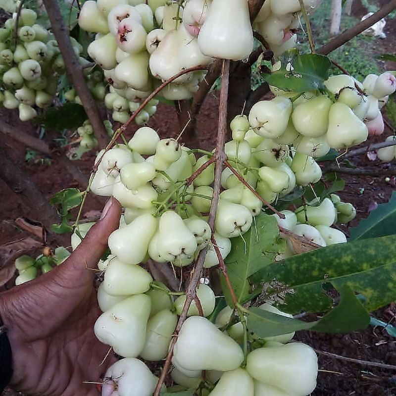 IMDA HANDICRAFT bibit jambu air madu deli putih