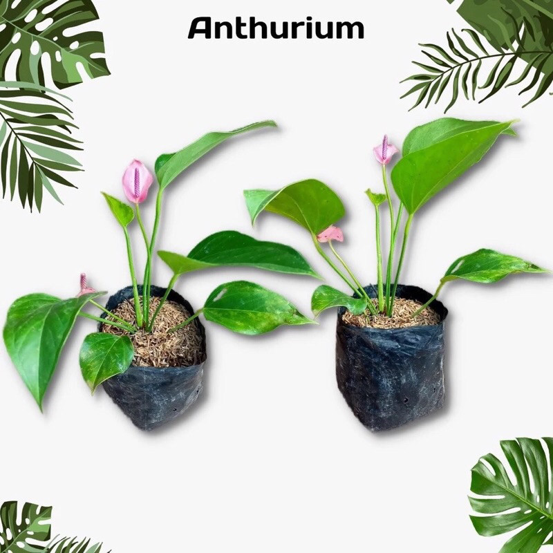 Tanaman Hias Anthurium Mini Pink Imut - Anthurium Pink Mini Cantik - Anthurium Pink Pot Mini - Tanam