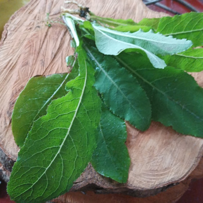 

daun tempuyung segar 1kg