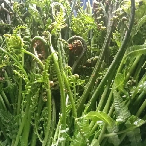 

Pakis sayur Fress 1kg siap masak