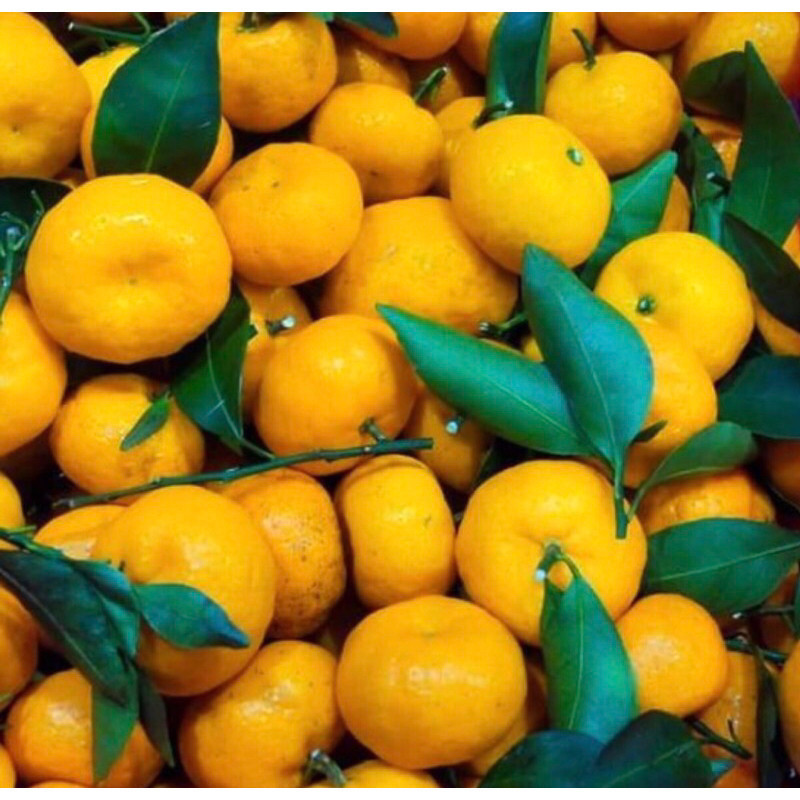 

Buah termurah jeruk santang 500gr - BEST Fresh Food
