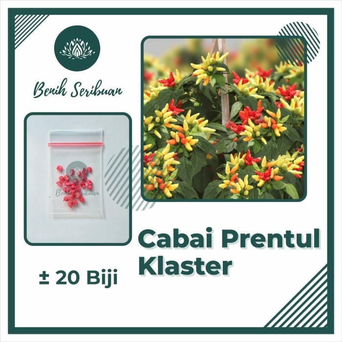 20 Bibit Cabe Rawit Prentul Klaster Benih Sayur Cabai Buah Bergerombol - PRENTUL KLASTER