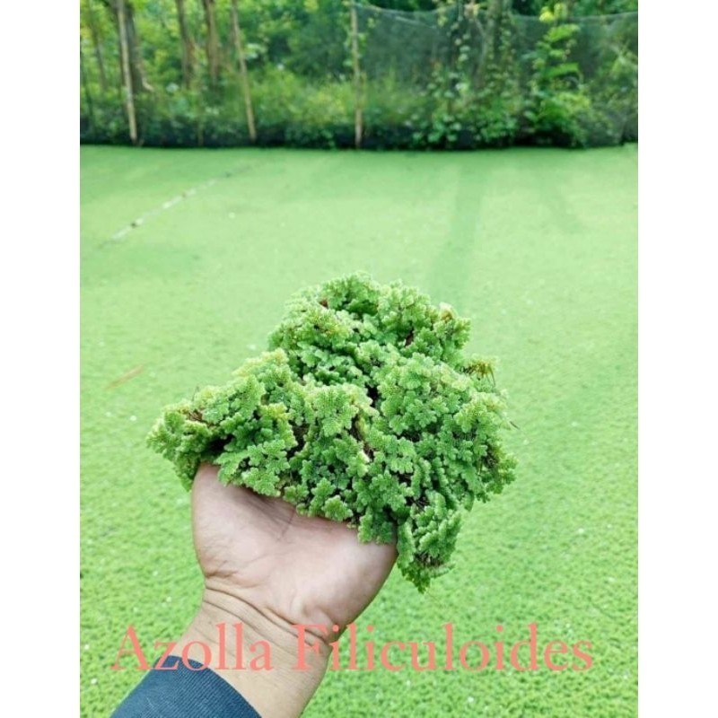 READY Azolla tanaman azolla pakan ternak 1kg