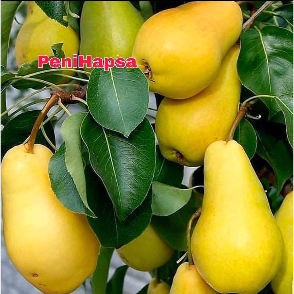 Bibit Buah Pir