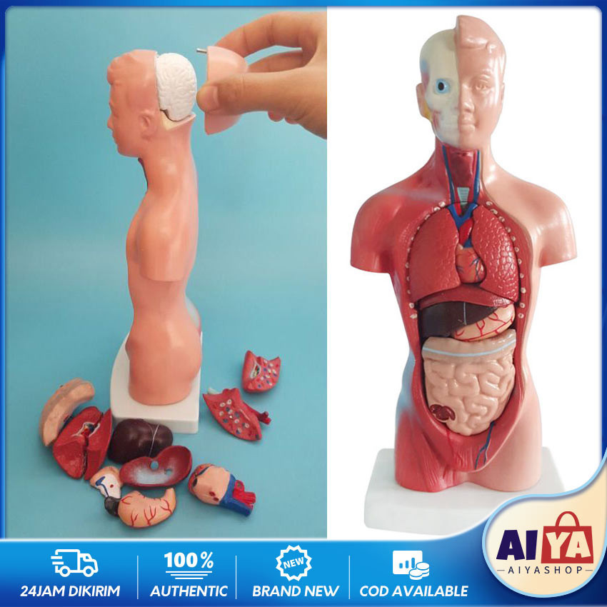 Torso Anatomi Tubuh Manusia Mainan Rakitan Model Kerangka Manusia Alat Peraga Edukatif Torso Anatomi