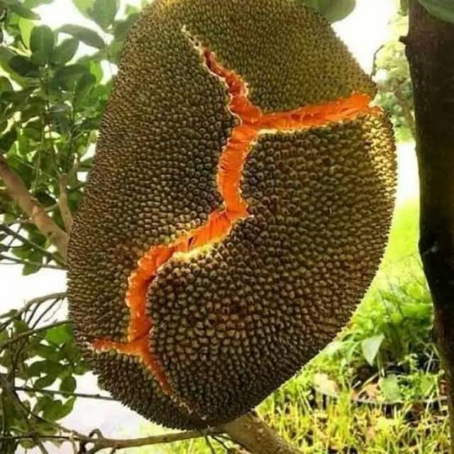 BIBIT NANGKA SUPER OKULASI