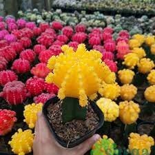 kaktus gymno kuning import korea - tanaman kaktus kuning