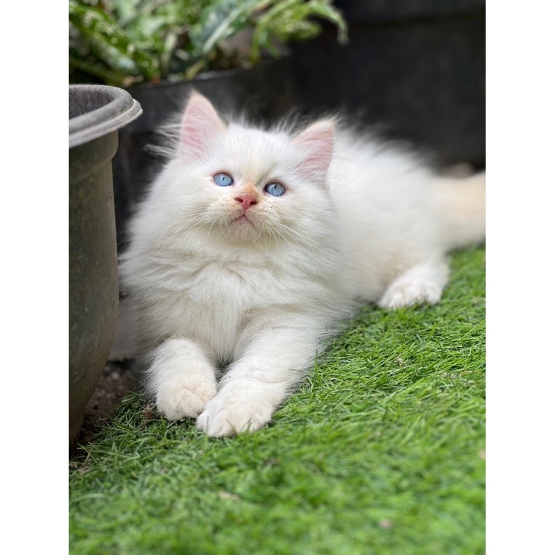 kucing himalaya red point male