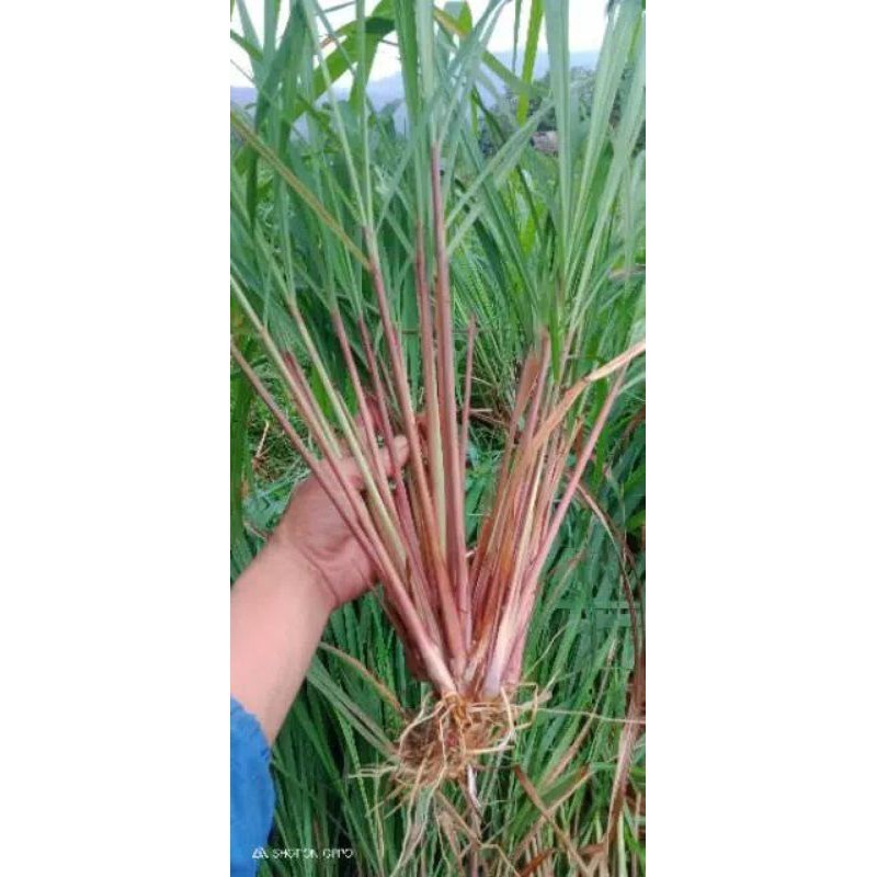 

Sereh wangi sereh merah 1 kg terbaik