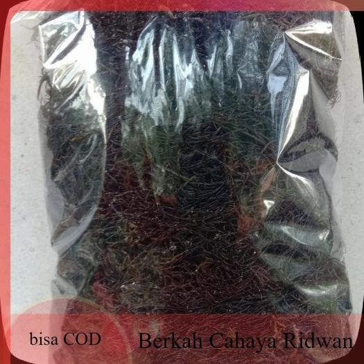 

promo rumput laut merah segar - rumput laut asli 1kg