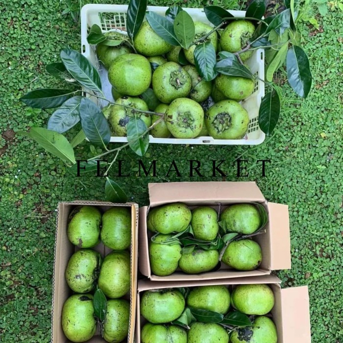 

Buah Blacksapote Super / Blacksapote / Buah Puding / 1 Kg