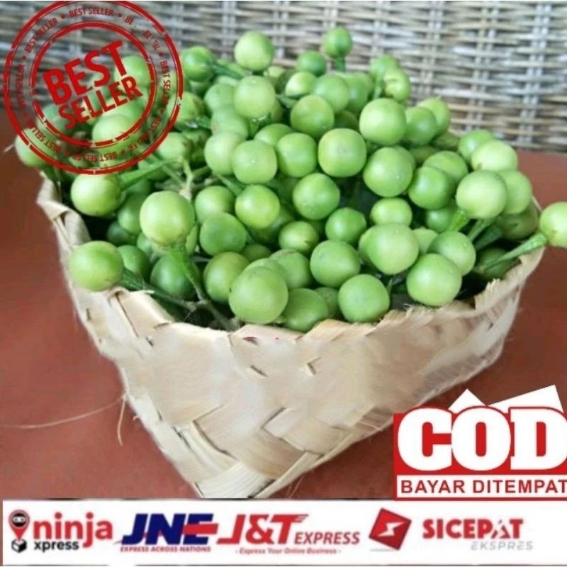 

500grm Buah Cepokak | Cepokak. Takokak. Tekokak | Buah Cepokak Segera | Sayur Cepokak kangstore