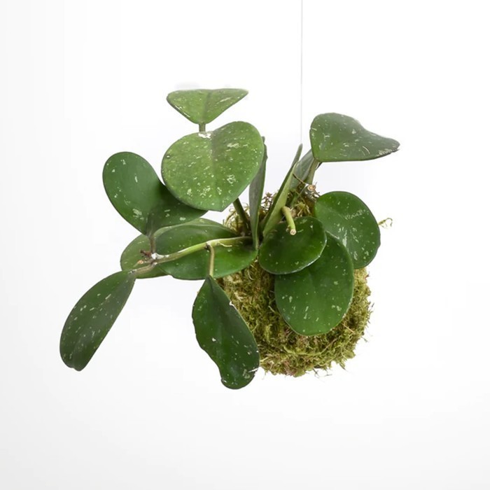 Mossball - Hoya Diversifolia Blume