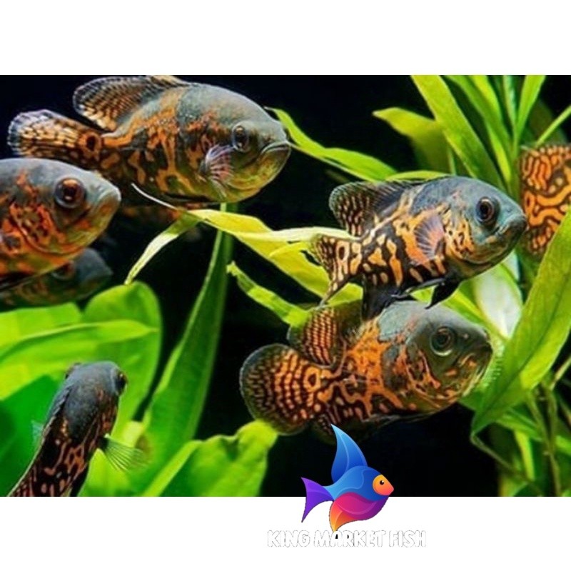 Hiasan akuarium  oscar 6-8 cm batik baby PROMO