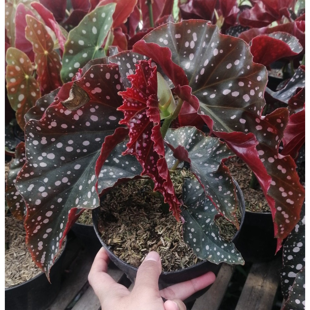Tanaman Hias Begonia Polkadot Moka/Tanaman Hias Murah Bandung