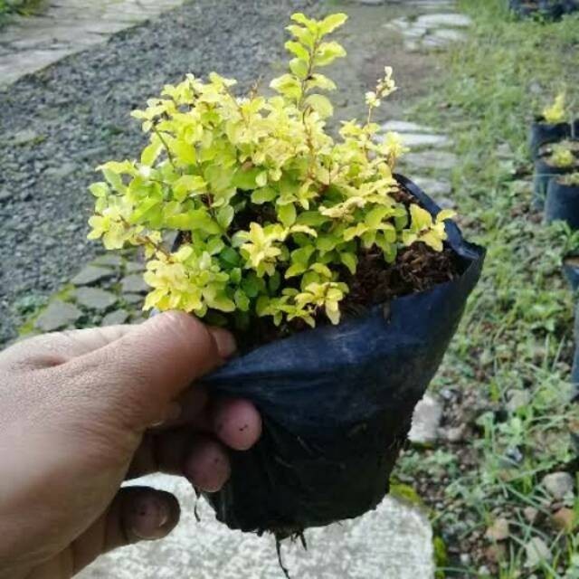 

Tanaman hias legistrum Kuning / bibit bonsai pohon legistrum . .
