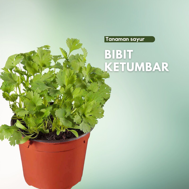 Bibit Tanaman Ketumbar / Daun Ketumbar / Cilantro / Rempah Rempah