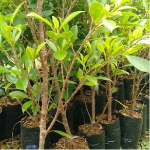 Paket 10 Bibit Beringin Kimeng Siap Bonsai – Berkualitas dan Mudah Dirawat