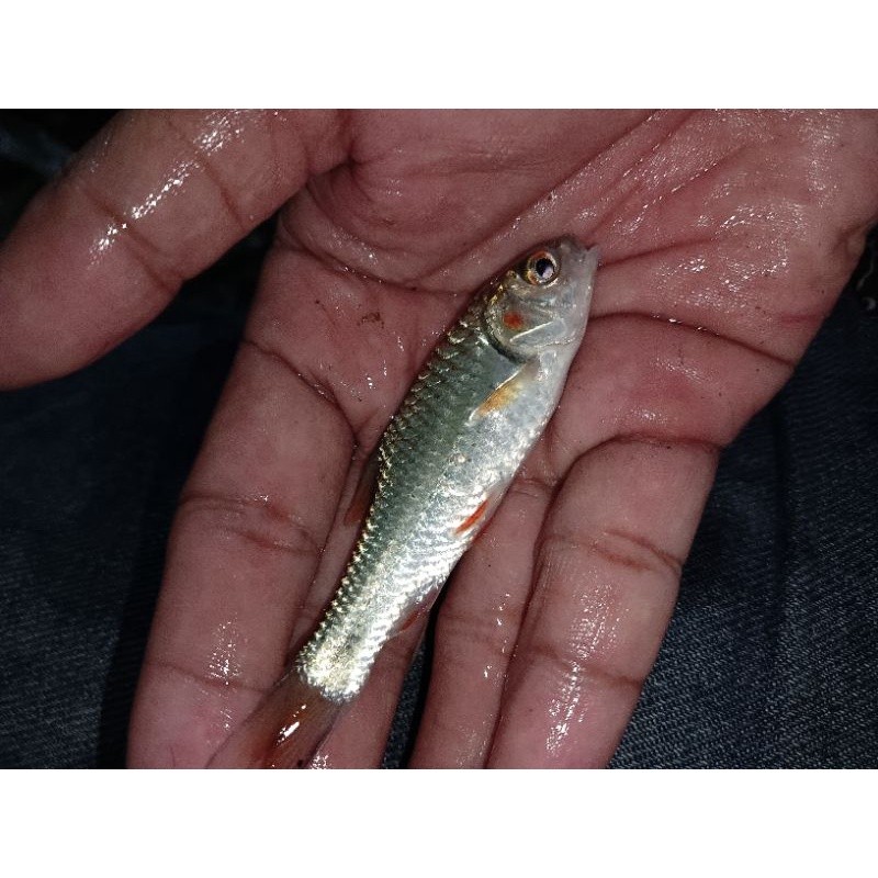 

pengirin aman jamin Derbang Wader Abang (Barbus Orphoides) segar