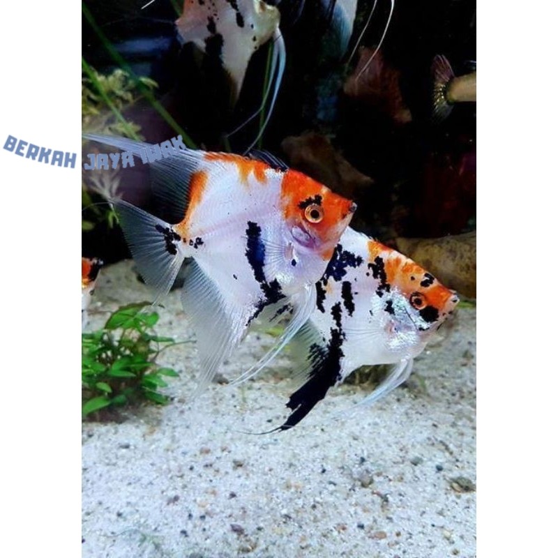 Kebutuhan akuarium Manfish Red Koi 2.5 3 cm - AQUARIUM SULTAN royom banget