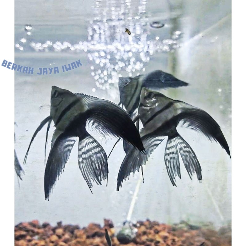 Kebutuhan akuarium Ikan Hias Manfish Anglefish BW Slayer Size 4 Cm royom banget