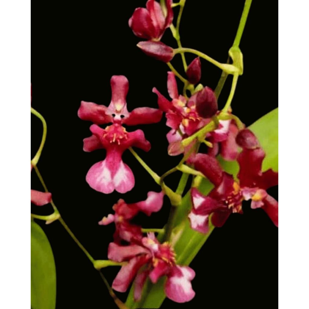 ANGGREK ONCIDIUM DEWASA SIAP BERBUNGA  ONG KHOT - BUNGA ANGGREK ONCIDIUM DEWASA
