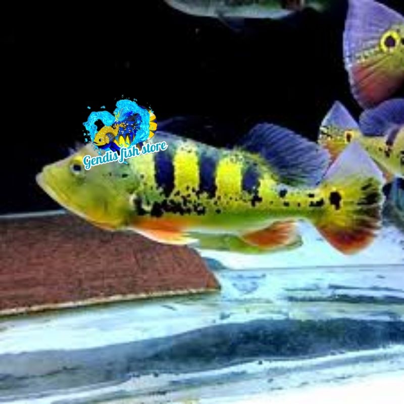 Tankmate aquarium Hiasan Akuarium Pbass Mono/ Peacock Bass Monoculus Size ±8CM berkualitas