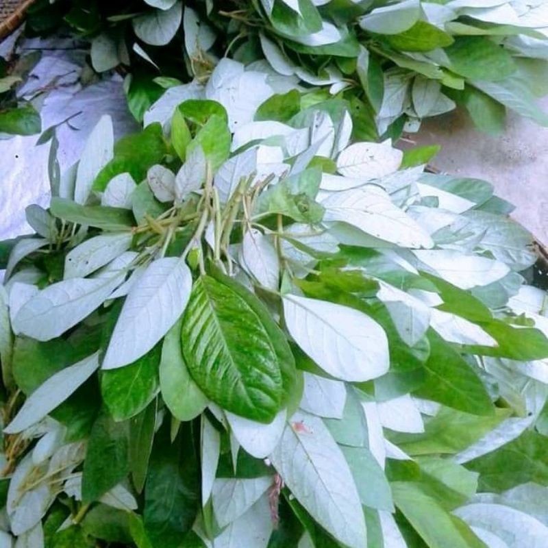 

Daun Reundeusegar Lalapan Khas Sunda/700grm