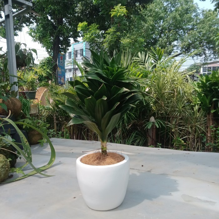 Janet Craig Compacta Dracaena Tanaman Hias Include Pot