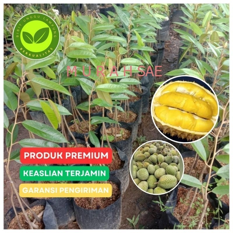 bibit durian musangking kaki 3 Tanaman okulasi