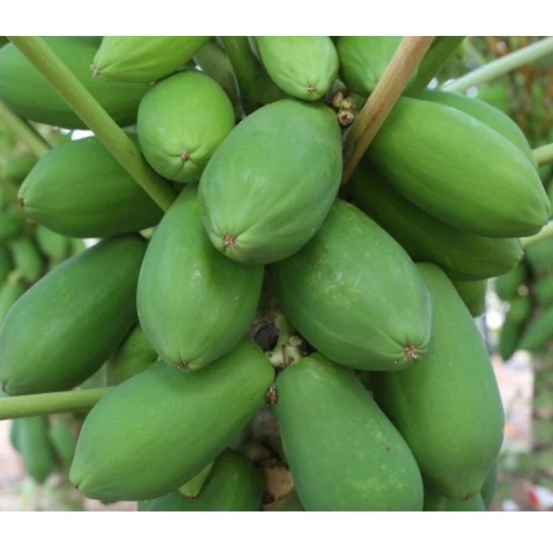 

1-Kg Buah pepaya Muda / pepaya Muda Segar ready.