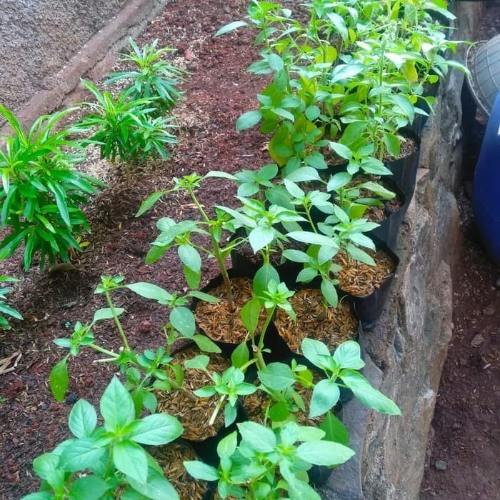 Bibit Tanaman kemangi - bibit daun kemangi