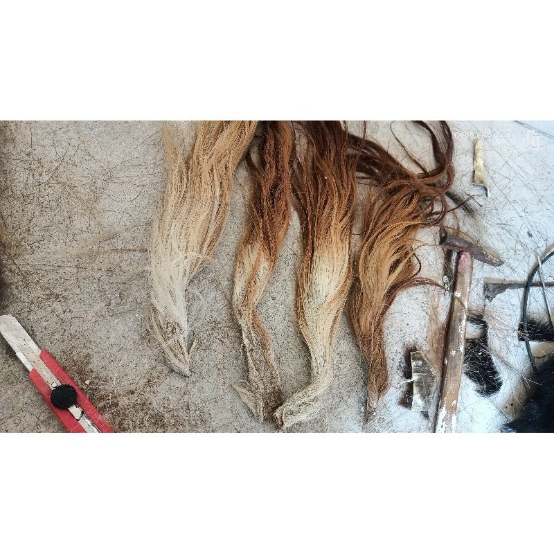 rambutsapi,ekor sapi