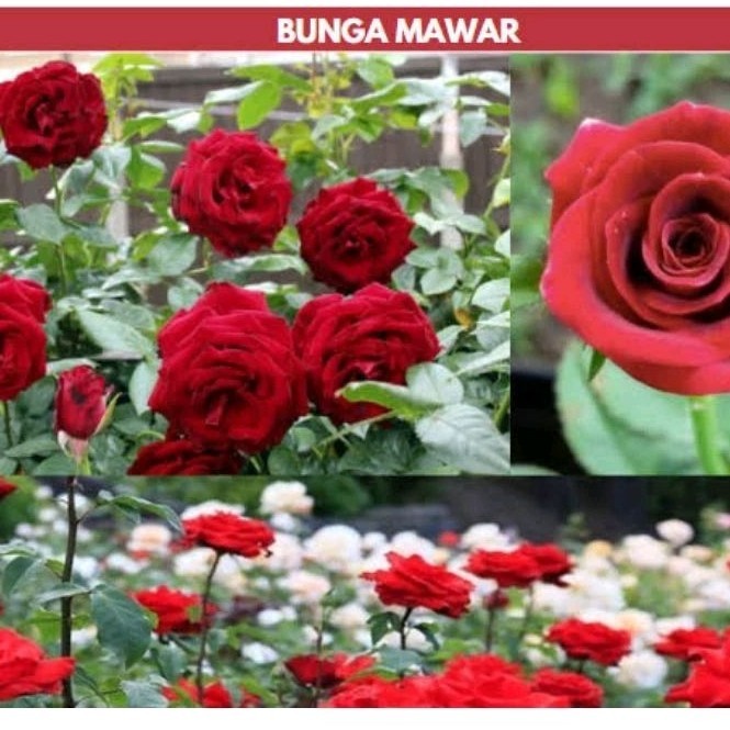 Bunga Mawar Jepang / Baby rose / Mawar Rambat Mawar wangi