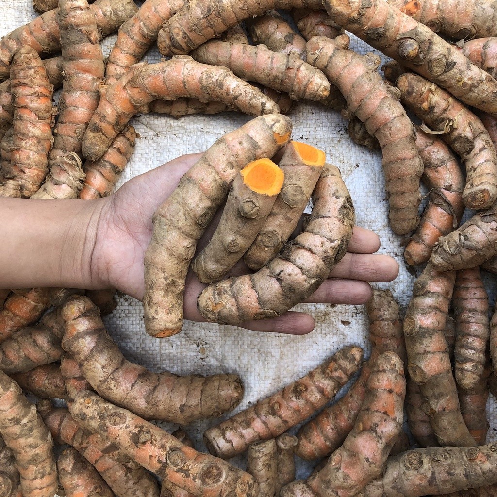 

Kunyit Segar SUPER 1 Kg Murah Alami Tua [COD]