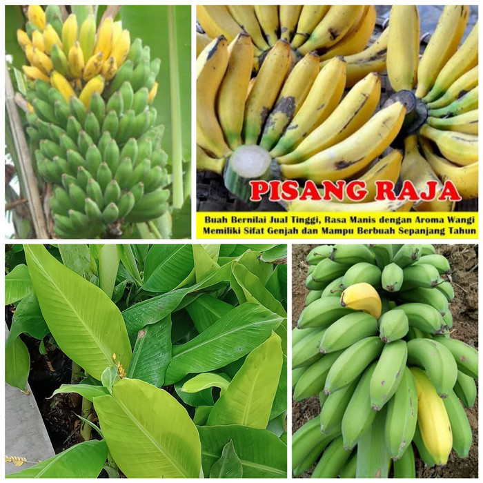 Bibit tanaman pisang raja sajen