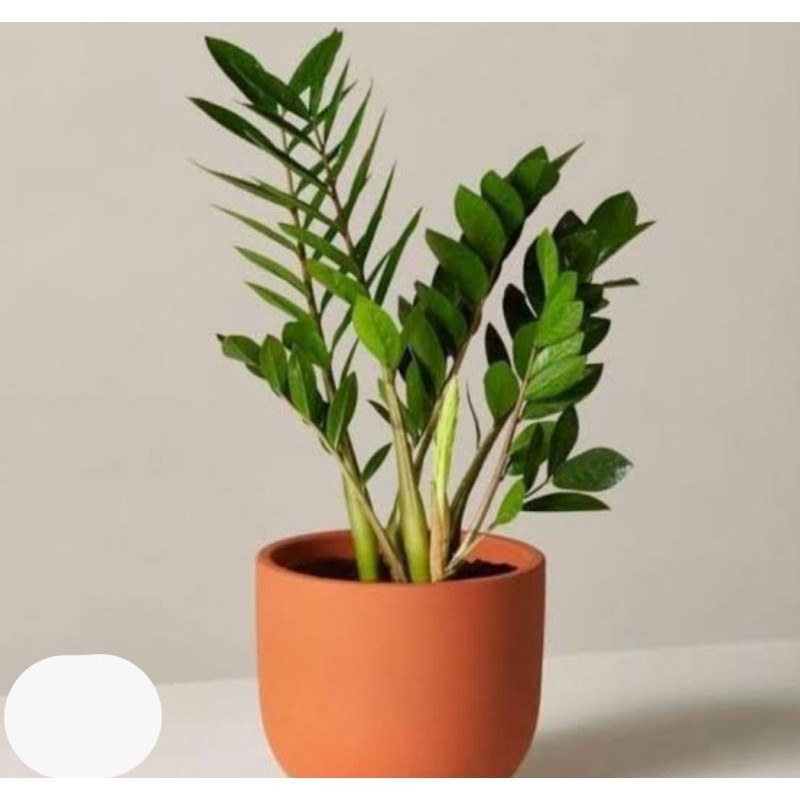 tanaman hias zamia dollar hijau/zamia dollar rimbun segar