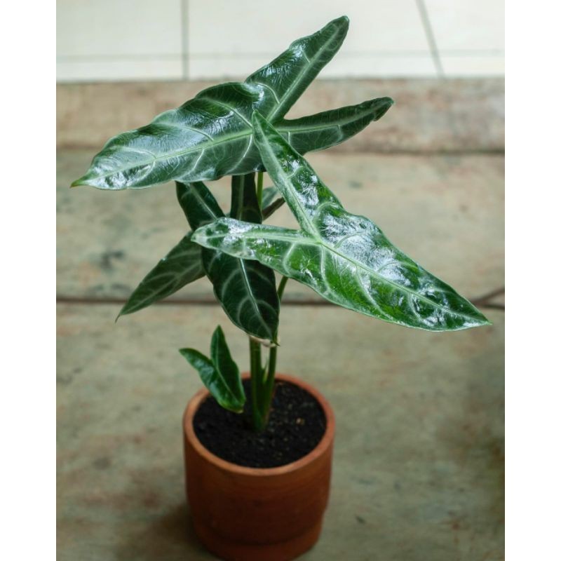 { BISA COD } tanaman hias alocasia longiloba tanaman keladi kuping kelinci