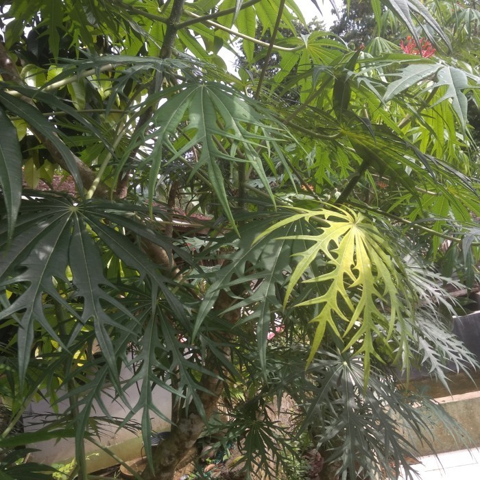 

daun jarak tintir
