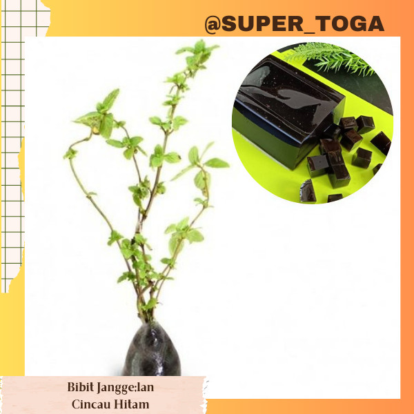 JANGGELAN CINCAU HITAM bibit cincau perdu hitam bibi janggelan bibit cincau hitam bibit cincau nutri