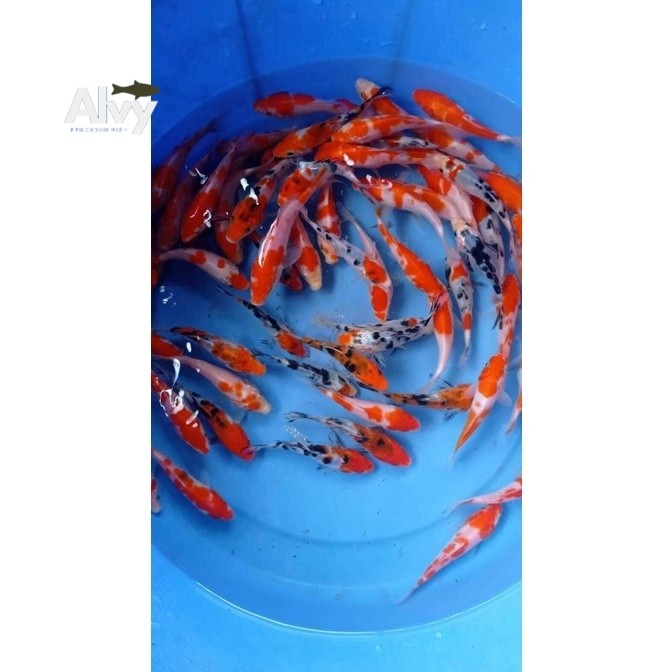 Ikan Hias Koi Warna Cantik 7-8 cm Grade A Berkualitas