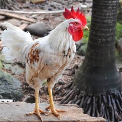 

Telur ayam ketawa dangdut slow gretek siap ditetaskan