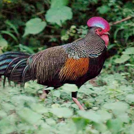 

Telur ayam hutan x jawa bekisar fertil siap ditetaskan - ayam hutan