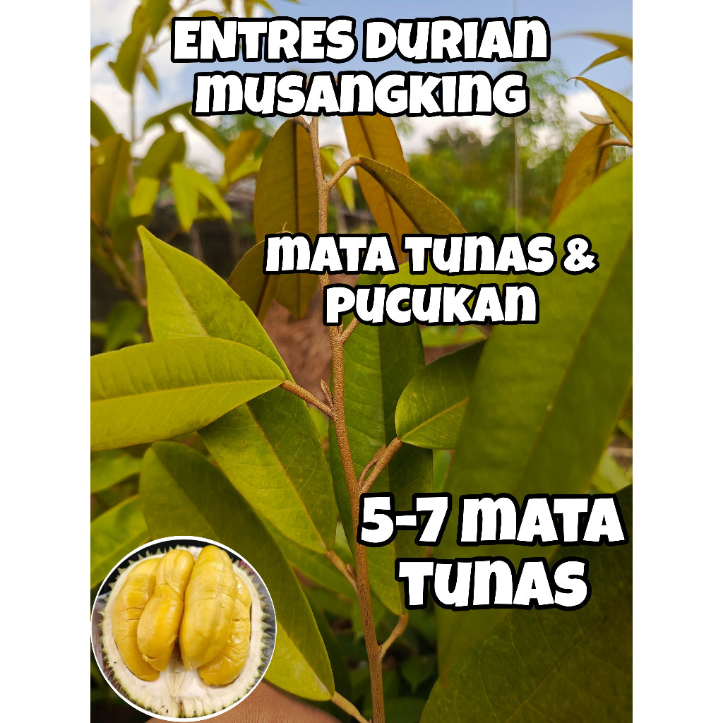 PROMO COD Entres Durian Musangking Entres Mata Tunas Pucuk Durian Super TERMURAH