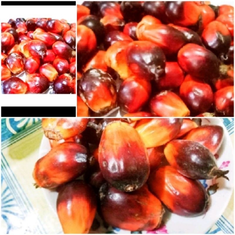 

Buah sawit sgar 500 gr umpan pancing