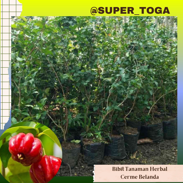 JUAL BIBIT BUAH DEWANDARU ukuran Besar Cepat berbuah OBAT HERBAL TANAMAN HIAS bibit dewandaru bibit 