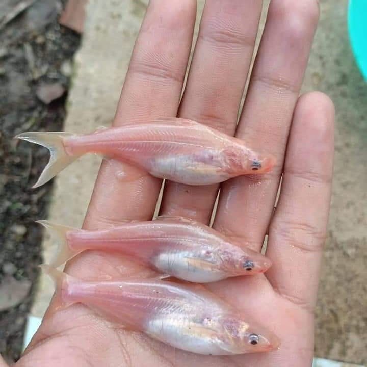 7 8 9 cm patin albino mata merah beli 6bonus1 garansi DOA