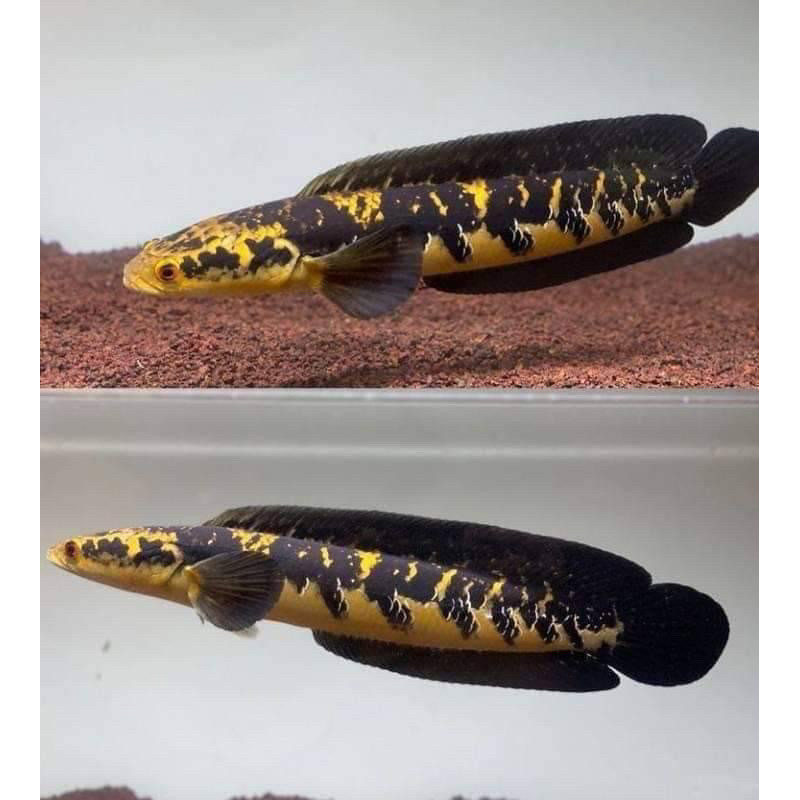 (Cod)Maru Yellow Sentarum/Ys Sortiran Batik Size 5-26cm
