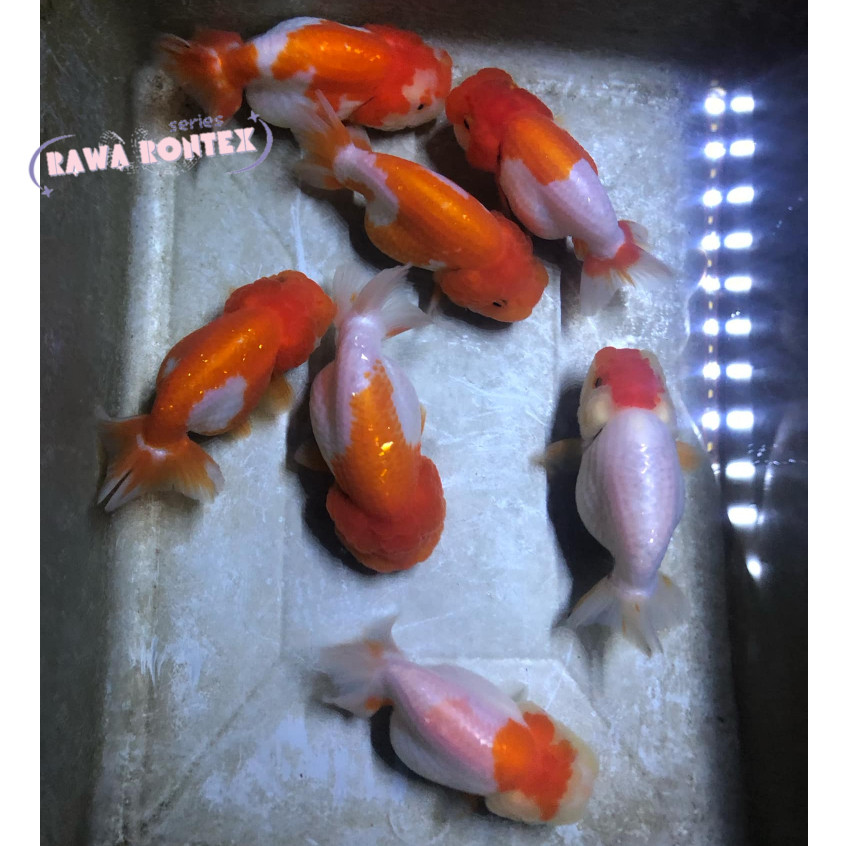 perlengkapan akuarium Ikan Mas Koki Ranchu Rancu Buffalo Lionchu Lucu Imut HIGH QUALITY / Ikan Koki 