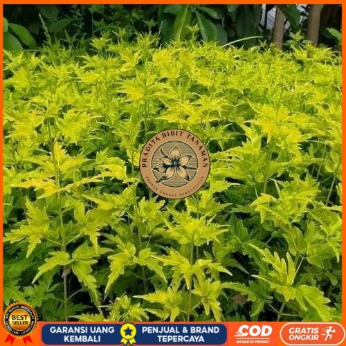 Bibit Cendana Bali Asli | Bibit Pohon Cendana Bali Wangi | Bibit Tanaman Cendana Bali Bibit Tanaman 